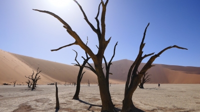 Deadvlei Sossusvlei Namibia (Alexander Mirschel)  Copyright 
Informazioni sulla licenza disponibili sotto 'Prova delle fonti di immagine'